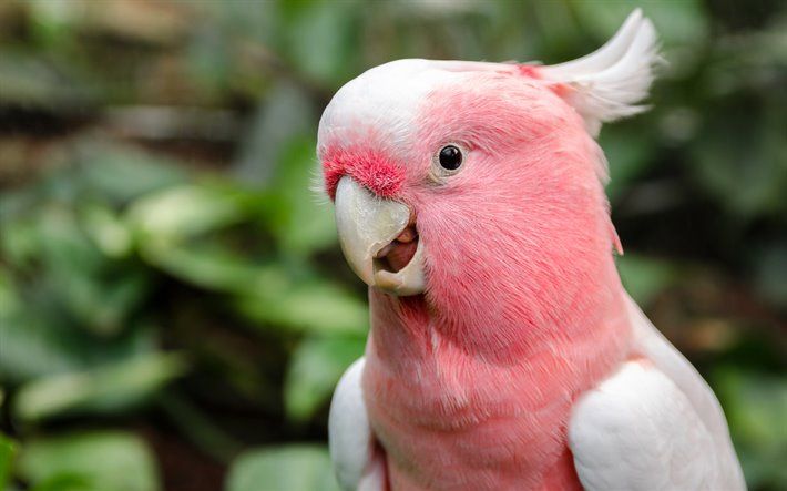 GALAH PARROT...EVERYWHERE