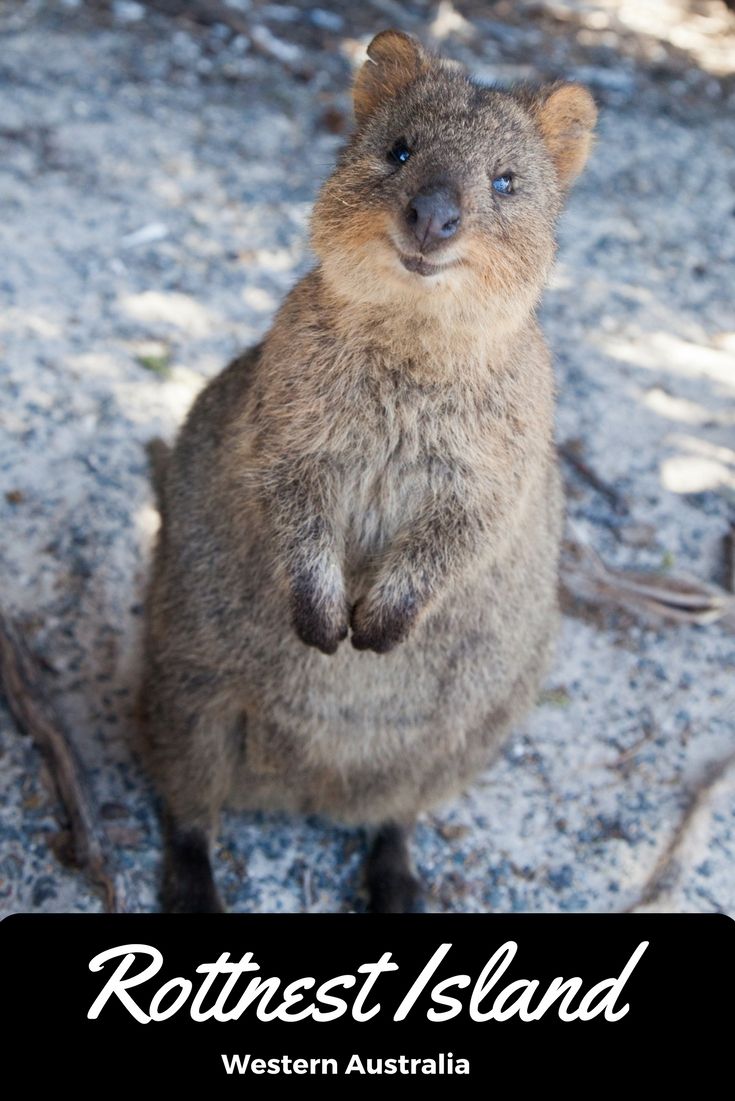 QUOKKA