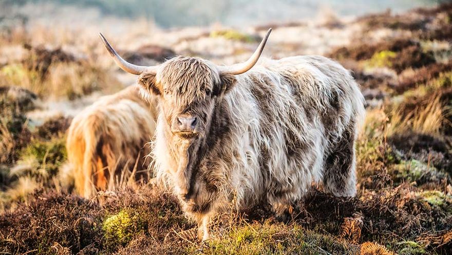 HEELAN COOS