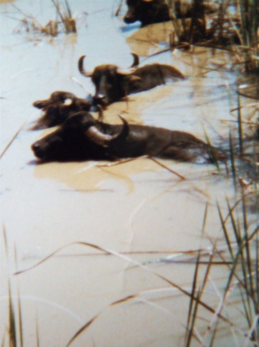 THE EXTROVERT VERBOOM BROUGHT WATER BUFFALOES FROM INDIA TO EMBERTON