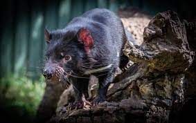 TASSIE @ RANGER RED