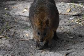 WALLABY,RANGER RED