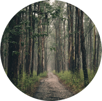 Long Forest Path by Brodie Vissers