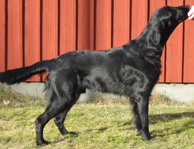 Viggo våren 2012