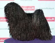 Crufts bir