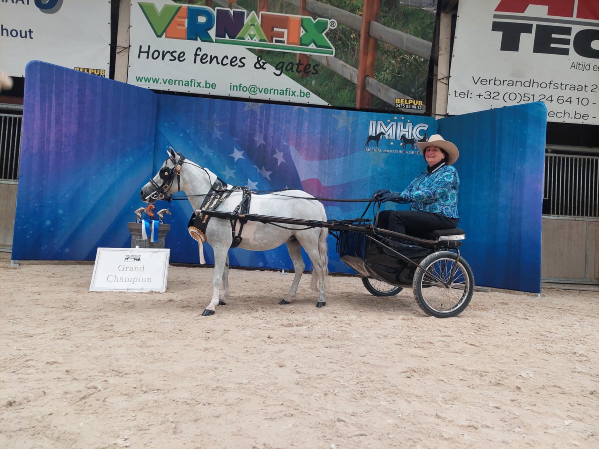 Hopkins An Image To Buzz About | I M H : Incredible Miniature Horses