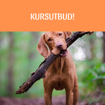 Kursutbud