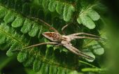 Stor lyngrovedderkopp, Piaura mirabilis