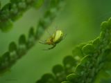 Araniella cucurbitina