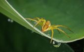 Myredderkopp, Pisaura mirabilis