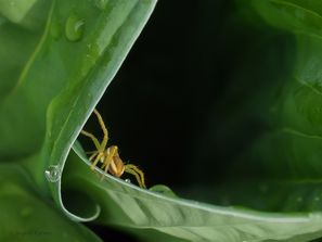 Myredderkopp
Pisaura mirabilis