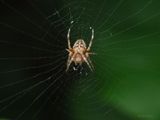 Korsedderkopp, Araneus diadematus