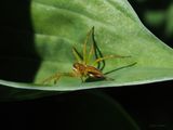 Myredderkopp, Pisaura mirabilis