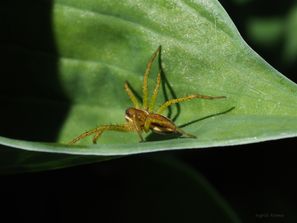 Myredderkopp
Pisaura mirabilis