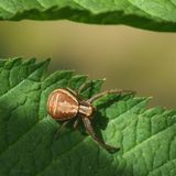 Xystricus cistratus