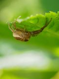 Krabbeedderkopp, Xysticus cistratus