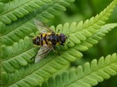 Stor droneflue, eristalis tenax