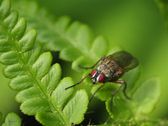 Loftsflue, Pollenia rudis