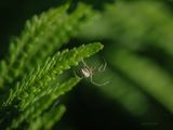 Vanlig buskspinner, Metellina segmentata