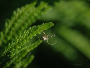 Vanlig buskspinner
Metellina segmentata