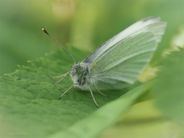 Liten kålsommerfugl, Pieris rapae