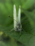 Liten kålsommerfugl, Pieris rapae