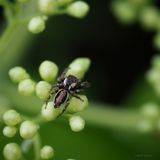 Marpisa muscosa