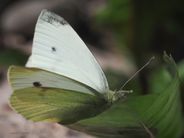 Liten kålsommerfugl, Pieris rapae