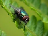 Lucilia caesaar