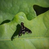 Svart humleflue, Hemipenthes morio