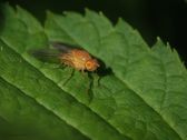 Gul buskflue, dryomyza anilis