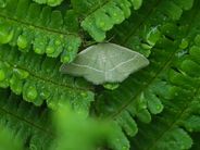 Heibladmåler, Chlorissa viridata