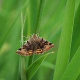 Brunt slåttefly, Euclidia glyphica