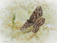 Lyngmåler, Hypomecis atomaria