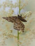 Lyngmåler, Hypomecis atomaria