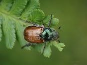 Hageoldenborre, Phyllopertha horticola