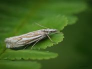 Smalstreknebbmott, Crambus lathoniellus