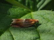 Eikesigdvikler, Ancylis mitterbacheriana