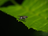 Tovinger, Diptera