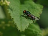 Breifot skogblomsterflue, Platycheirus scutatus