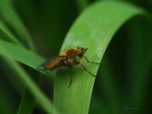 Stor narsissflue, Merodon equestris