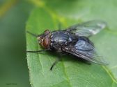 Blå spyflue, Calliphora vamitoria