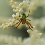 Eikegrønnvever, Araiella opisthographa  (agurkedderkopp)
