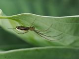Pholcus phalangiodes
