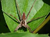 Stor lyngrovedderkopp, Pisaura mirabilis
