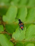 Rødprikket glansbille, Glischrochilus quadripunctatus