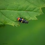 Anthocomus fasciatus