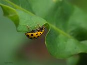 Tjuetoprikket marihøne, Psyllobora vigintiduopunctata
