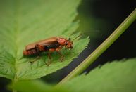 Cantharis livida