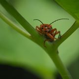 Cantharis livida